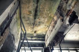 Best Mold Prevention Services  in Little Falls, MN